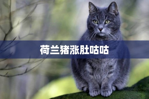 荷兰猪涨肚咕咕